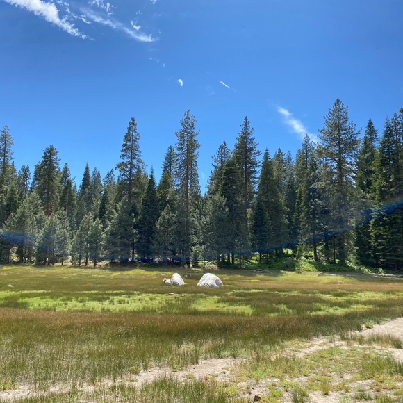 Meet your Posher, Iris - Picture 1 of 1